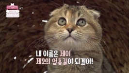 고양이를 부탁해 사람 올라타기 고수 아깽이 제이…김명철 반려묘 수의사 솔루션은?