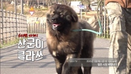 [세상에 나쁜 개는 없다] 초대형견 코카시안 오브차카 산군 vs 설채현 숨 막히는 대결