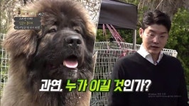 [세상에 나쁜 개는 없다] 초대형견 코카시안 오브차카 산군 vs 설채현 숨 막히는 대결