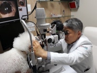 공감이 필요한 반려동물 백내장수술…수술 전후 관리도 중요