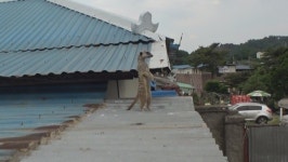 [TV 동물농장] 아산 무인도 솟벌섬 견공 생존 미스터리, 미어캣 티몬 시골마을 발칵