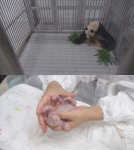 [TV 동물농장] 국내 최초 아기판다 탄생, 임신·출산 풀스토리 공개…떠돌이犬 백순이 사연