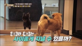 [세상에 나쁜 개는 없다] 시바견 vs 치와와 불편한 동거…장동민 구해줘, 공주