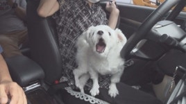 [TV 동물농장] 차만 타면 이상행동犬, 만질 수 없는 손길거부犬…반려견 솔루션은? 