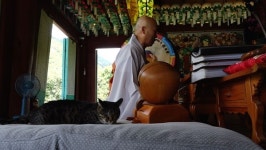 [고양이를 부탁해] 금산군 신안사 사찰냥 심안이 사냥본능?…슬기로운 사찰냥이 거듭날까
