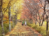 도심 속 가을정취 만끽할 수 있는 양재천 낙엽의 거리