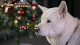 [세상에 나쁜 개는 없다] 보령의 송곳니 맹수견 장군이 크리스마스 악몽