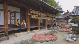[EBS 한국기행] 강원 고성 전통소 칡소 사육…강천리 강동마을 정온선생 고택 육포 만들기