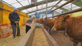 [EBS 한국기행] 여주 3대 체험목장…청주 백동마을 노부부 소 외양간…함께 사니 좋지 않소