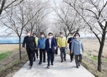 영천 벚꽃100리길 구경 오세요~