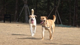 [세상에 나쁜 개는 없다] 계양산 161마리 대형견들, 숨겨진 참혹한 진실