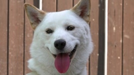 [세상에 나쁜 개는 없다] 천사 인싸犬, 콩이는 엄마만 싫어해