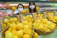 농협유통 제주 황금향 첫 출하!