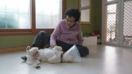 [세상에 나쁜 개는 없다] 할머니 껌딱지 장군이, 손만 보면 돌변…설채현 솔루션은?