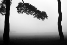 사진작가 김도형의 풍경- 임한리 솔밭