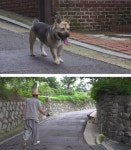 [SBS TV 동물농장] 개과천선이 필요한 응선사의 탈출견 반야 