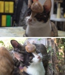 [SBS TV 동물농장] 초대형 혹을 머리에 이고 사는 고양이 육쪽이 