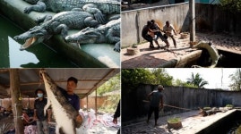 [EBS 극한직업] 악어없인 못 살아! 캄보디아 악어농장 