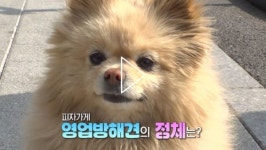 [SBS TV동물농장] 피자집 영업방해견의 정체는? 