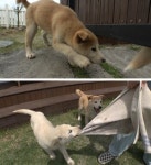 [SBS TV동물농장] 불청객 콤비 사고뭉치 황구와 백구!