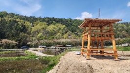 강진군, 제2회 강진수국길 축제 준비, 보은산 연꽃단지 새단장 나서