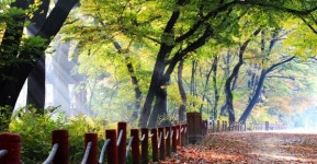 산림청, 올 가을 걷기 좋은 오색단풍 명품숲길 5곳 추천 ...  국민들에게 숲의 가치를 제공하고 산촌 지역에도 활기 넣어