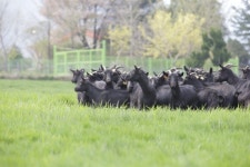 [축산 정보] 염소 고기, 상처 치유·항염 효과 확인...피부 염증 반응 완화시켜