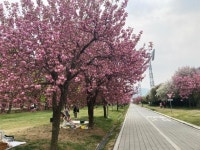 미사경정공원, 봄나들이 명소로 각광 "겹벚꽃 보러 오세요"