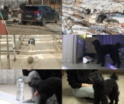 [세상에 나쁜 개는 없다] 강아지가 차를 몬다?! 차 모는 순덕이 