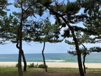 불안한 당신께 전하는 식물 이야기 9 - 불안한 사람의 피서