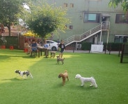 남양주 애견 동반 식당&카페 퍼피야드 오픈