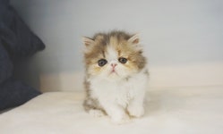 전라도 광주고양이분양 전문 ‘펫빌리지’, 프리미엄 분양 애견샵으로 차별화 운영