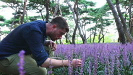 누룩 꽃 피는 날 KBS 추석 특집 다큐멘터리 방영