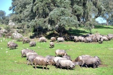 한화솔루션 김동선, 친환경 순종 이베리코 공략 나서