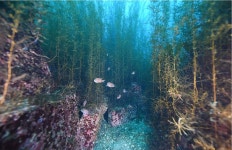 포스코, 해양생태계 복원 위해 바다숲 조성에 박차