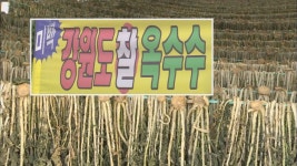 강원도 찰옥수수,철원 오대쌀 원산지표시 위반 집중 점검