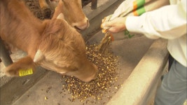 강원도, 특별사료구매금 552억 원 추가 융자