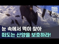 눈 속에서 먹이 찾아 떠도는 산양을 보호하라!