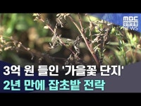 3억 원 들인 가을꽃 단지 2년 만에 잡초밭 전락