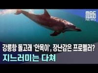 강릉항 돌고래 '안목이', 장난감은 프로펠러? 지느러미는 다쳐