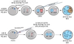 유전자가위로 심근증 변이 등 유전병 예방한다