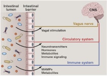 장내미생물이 아프면 뇌가 아프다…미생물-장-뇌 축 (Microbiota-Gut-Brain axis) 이론