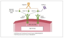황반변성 신약 39건 개발 중…5년뒤에는 아일리아·루센티스 대신 파리시맙·OPT-302