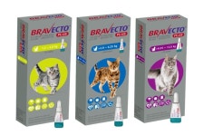 한국엠에스디동물약품 브라벡토 플러스캣 국내 출시