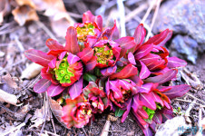 [들꽃나들이] 붉은대극, 꽃망울이 터진다 봄이 깊어간다