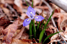 [들꽃나들이] 수줍고 여린 보랏빛 사랑