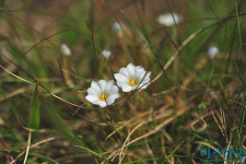 [들꽃나들이] 한라산의 꽃, 눈부시고 눈물겹구나