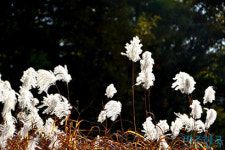 [들꽃나들이] 억새꽃 축제가 아니라 억새 축제