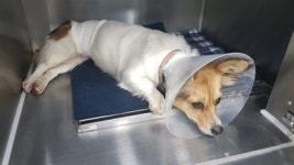 케어 안락사 파문, 다른 동물보호단체 거짓말이 더 문제
