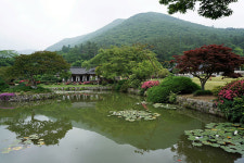 운림산방 우중산책 후 진도개와 춤을, 진도 여행